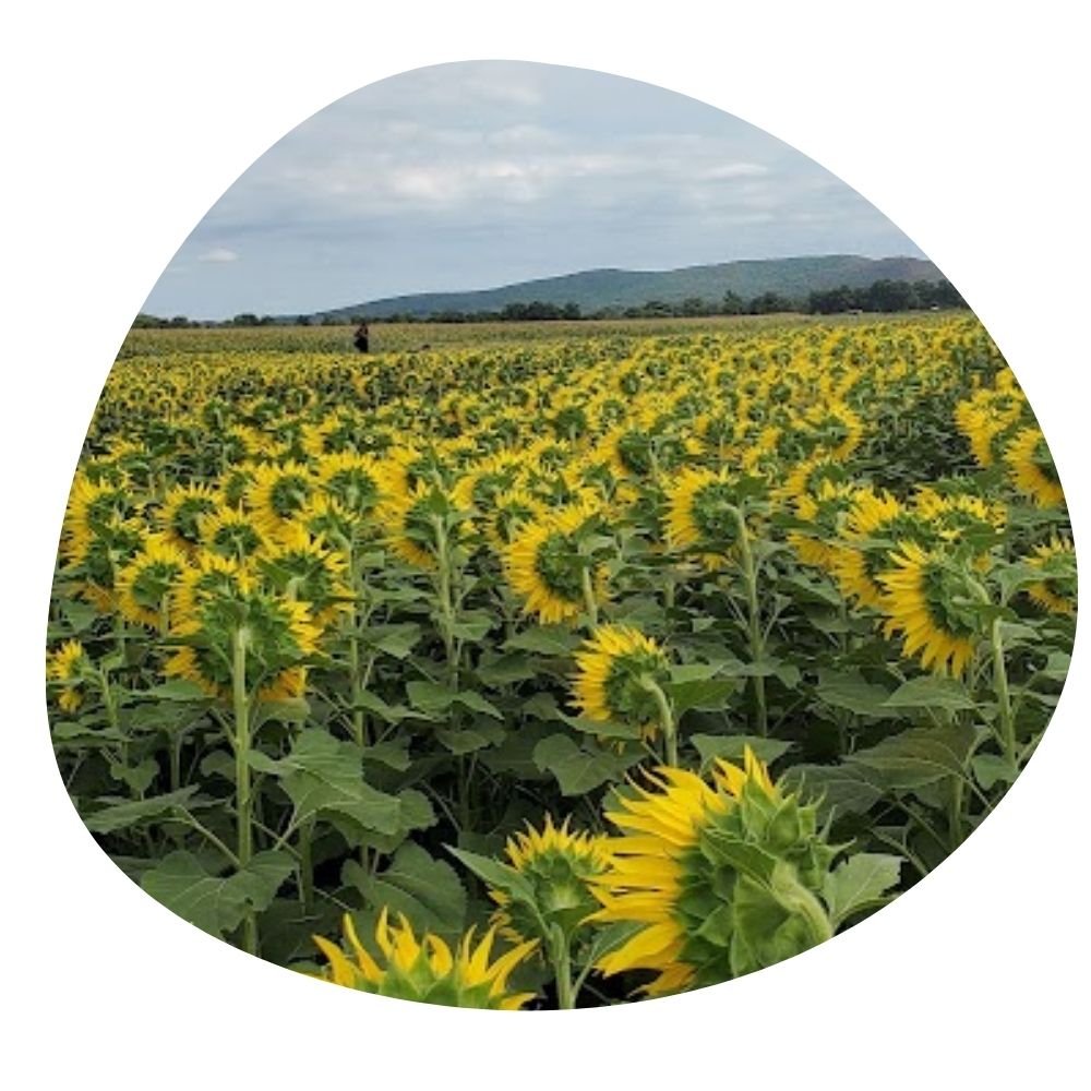 how to maximize Airbnb rental income