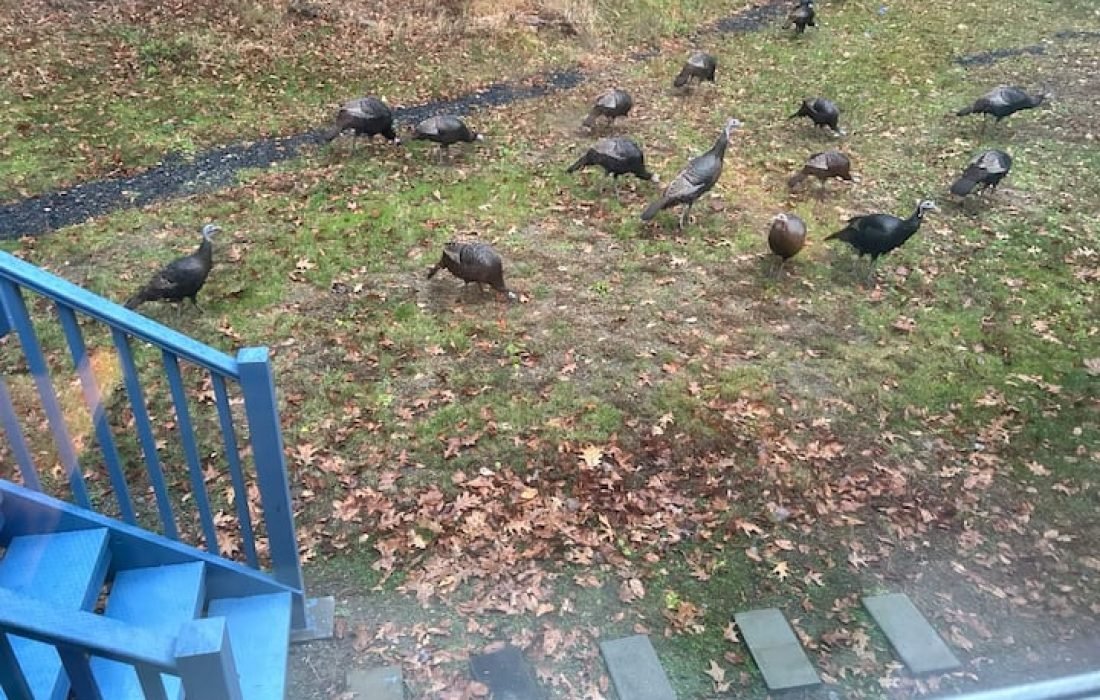 airbnb management services