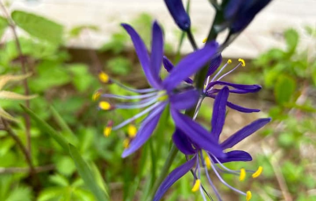 airbnb pricing optimization