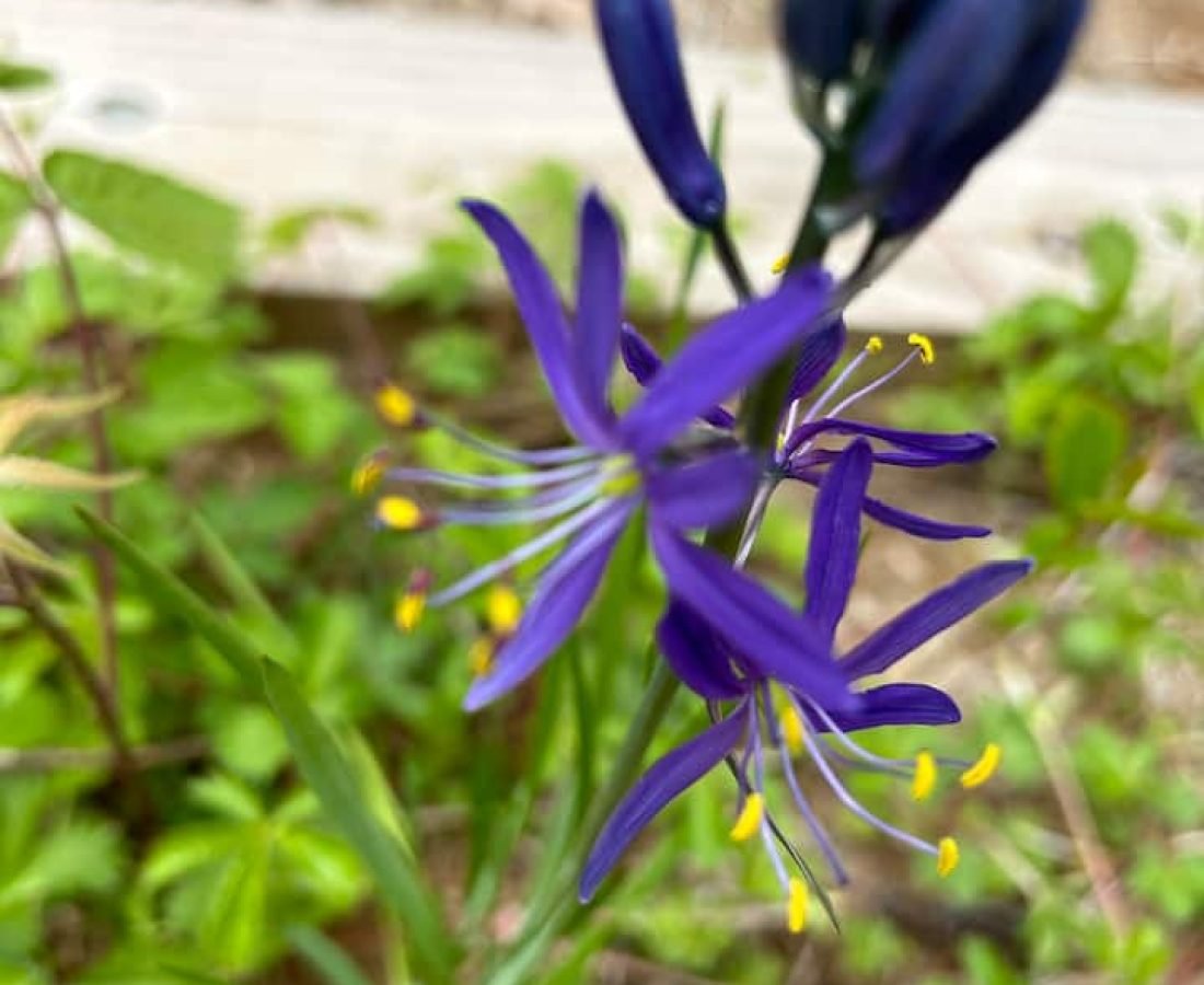 a7726552-89ea-4293-8f7e-c7c68e8ac94b (1)