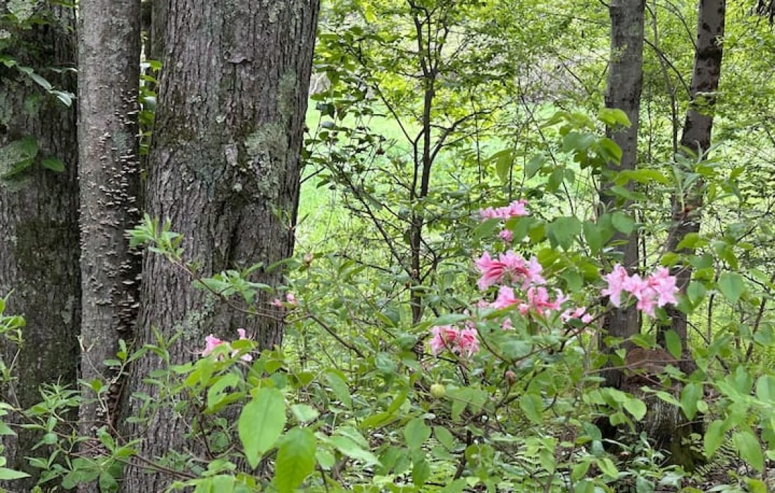 airbnb pricing optimization