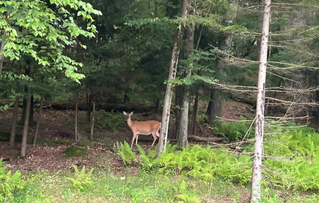 airbnb pricing optimization