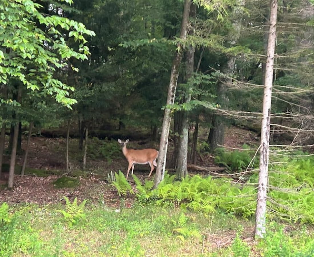 cf368c0c-280a-4d9e-9379-4ba39a58b610 (1)